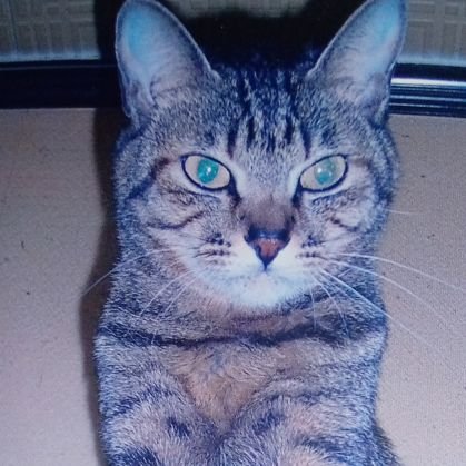 sterenly's profile picture. YMO、Depeche　Mode、UK New Wave、ホラー映画（ダリオ・アルジェント好きです）進化生物、進化心理学に興味があります。ミステリ小説も
好きです。進化心理学の読書会スペースにて月一開催中。俗流進化心理学
反対