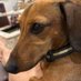 My Dog Bites (@baconimprovedit) Twitter profile photo My Dog Bites (@baconimprovedit) Twitter profile photo