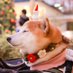 柴犬ロコ (@shibainu_roco) Twitter profile photo 柴犬ロコ (@shibainu_roco) Twitter profile photo