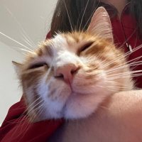 fay 😾 simbi fan acc (@cluxlessfay) 's Twitter Profile