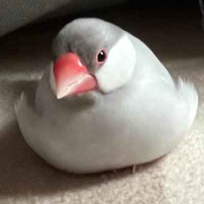 FGO、ウマ娘、ゼンゼロ、ブルアカ、学マス、モンハン、OW2とかやってます。ぬい活初心者。文鳥、シャチ、爬虫類はいいぞ