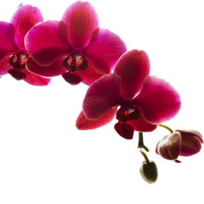 you_te_nai's profile picture. ヲタク/満30↑/字書き（自称）/9🐉🏯/東ﾘﾍﾞ/◇https://t.co/dd1Ltdn1m2 ◇https://t.co/S7MbpjxTSq