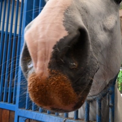 etipp's profile picture. うまぴょい