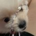 멍군... (@meongsweet_320) Twitter profile photo 멍군... (@meongsweet_320) Twitter profile photo