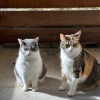 Elana (@cat_woman1979) 's Twitter Profile Photo Elana (@cat_woman1979) 's Twitter Profile Photo