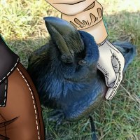 Dr Nightingale…? (@ornitholoidv) 's Twitter Profile