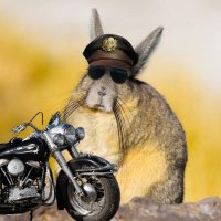 뿅ᴮᵇʸᵒⁿᵍ(강황토끼) ˊ◡ˋ✈️🏍 (@bbyong_5d) 's Twitter Profile Photo