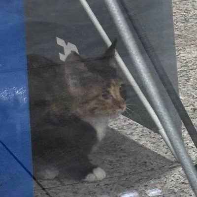 k_pop_sub's profile picture. 성인 / 남돌을...합니다...