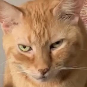 queenhoneypurr's profile picture. meow