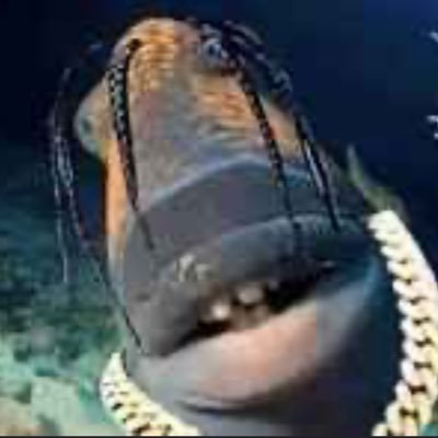 fircethrasher's profile picture. 