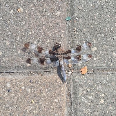 ada_shivers's profile picture. painter of maroon colors ❤️