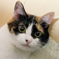 emergent (@emergent) 's Twitter Profile