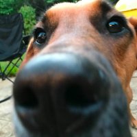 Liam ⚽️🏒⚾️ (@liam_13stl) 's Twitter Profile Photo