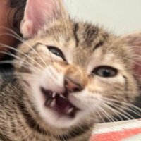 Khursheed (@notkhursheed) 's Twitter Profile Photo Khursheed (@notkhursheed) 's Twitter Profile Photo