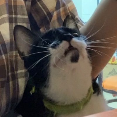 PaolaTheGod's profile picture. all i do is win.