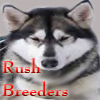 I breed Siberian Husky Pups.  I also sell healthy homemade dog treats. E-mail me @ RushBreeders@Gmail.com