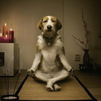 ZenPortfolio's profile picture. 