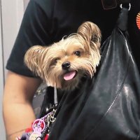 hvnly (@hvnly_tensionp) 's Twitter Profile