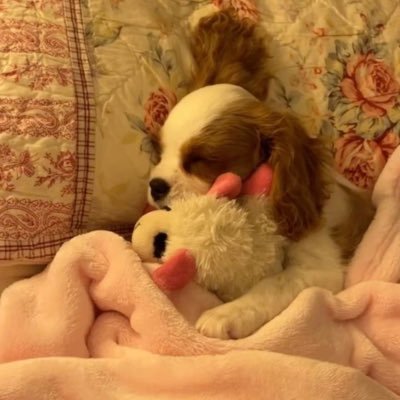 nacl4r4's profile picture. 