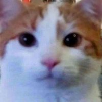 luth (@luth15v) 's Twitter Profile