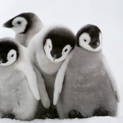 penpenpenguin24's profile picture. 