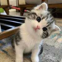 RAISUN (@internetrai) 's Twitter Profile
