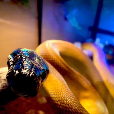 アクアリウム〉爬虫類 オオトカゲダイスキィ‼︎初めは…ポリプテルスを弄っていたはず、いつからか爬虫類しか居ない…(´⊙ω⊙`) メガニケ-古参モドキ、バチャ豚、エアガン、サバゲー…雑多垢でゴメン😞 フォロー失礼しますm(_ _)m