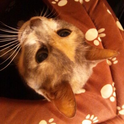 shikakusyutoku1's profile picture. 勉強方法を確立して⭐国家資格、公的資格を中心に40個くらい取得しました⭐なるべく勉強期間・時間を短くしています⭐️勉強時間は1日30分⭐参考書費用の節約でネットの過去問をよく利用します⭐記録用として直近のものから遡っていきます。⭐主な取得資格⭐行政書士、宅建士、マンション管理士、海事代理士、建築物環境衛生管理技術者、他