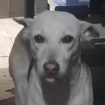 ryanvillamayor0's profile picture. Price Action
Divergence
Orderblock
Golden Moving Average
S&R
SnD