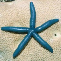 SeaStar , 海星 (@umihoshi) 's Twitter Profile Photo SeaStar , 海星 (@umihoshi) 's Twitter Profile Photo