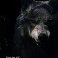 Just1more (@wolfintheweak) 's Twitter Profile