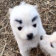 ssdanbb's profile picture. 감자에쌀감우