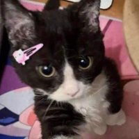 demageiop (@demeowy) 's Twitter Profile