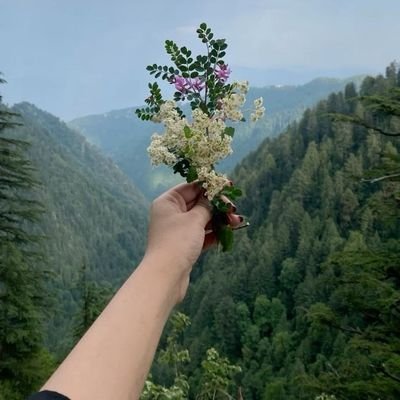 sumotoninn's profile picture. 