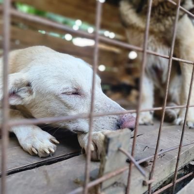 Animal Shelter
We create a chance for dogs in Uganda through remohing, rescuing and medications ! Please consider supporting our dog shelter. Together we can.