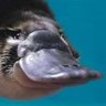 EggPlatypus's profile picture. I wish I was the monster you think I am.