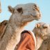 عبدالله إلمطيري (@4ii_80) Twitter profile photo عبدالله إلمطيري (@4ii_80) Twitter profile photo