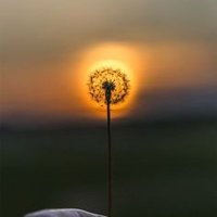 Güneş (@2908gunes) 's Twitter Profile