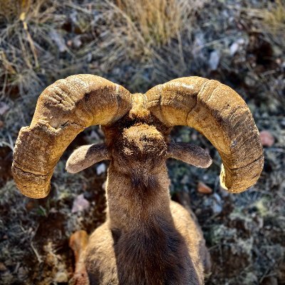 4IndustrialRev's profile picture. 