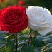 White_Red_Rose (@kvcrose1984) Twitter profile photo White_Red_Rose (@kvcrose1984) Twitter profile photo