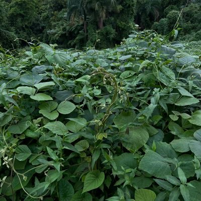 aerazan_'s profile picture. 