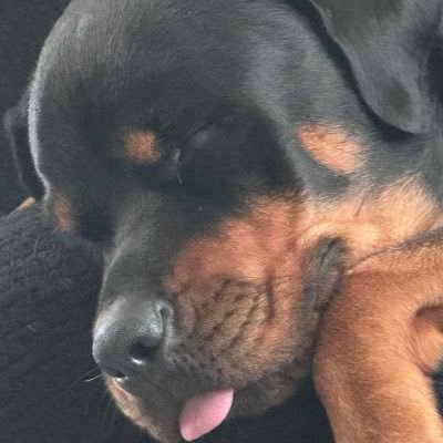 stopdrpandroll's profile picture. Small Fringe Minority, It’s PPC or 51 for 2nd amendment purposes.