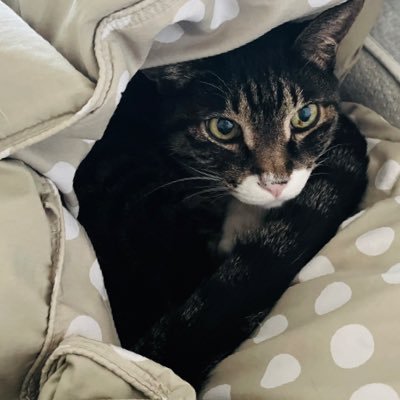 miradori's profile picture. 