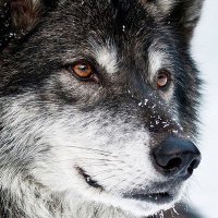 Sapporo 🇬🇧 🐘🌲 (@landofangle) 's Twitter Profile