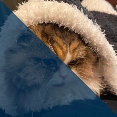 有明に19年賃貸→22年購入|ベンチャー役員|採用コンサル|猫好き(ミヌエット@ごま♂1匹)|泉天空の湯|陳麻婆|ウーマーク|万福|サウナ週2|新日本プロレス|スターダム|ラブライブμ's|相撲|サカナクション| 1歳児♂