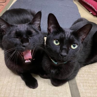 黒猫吸い放題さんのプロフィール画像
