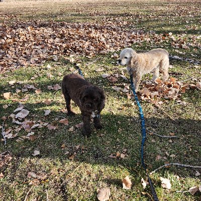 Dog Mama to Hank 🌈🐾and Jakie Bear. We live in Canada 🇨🇦 Mom has Cerebral Palsy and fought to keep her mobility aid