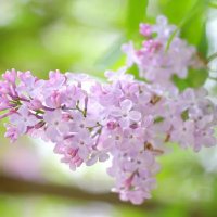 ライラック (@vyhnavfk4j74112) Twitter profile photo