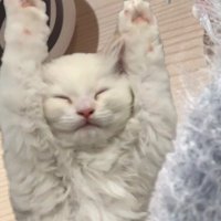 ᕙ( ˙꒳˙ )ᕗ (@y3_xcom) 's Twitter Profile