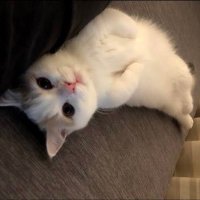 ぬこまる (@nuko12152222) 's Twitter Profile